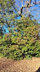 Photinia serratifolia