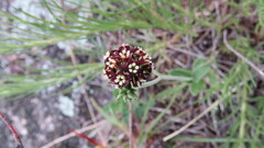 Oxypetalum arnottianum