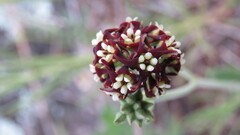 Oxypetalum arnottianum