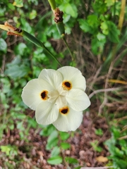 Dietes bicolor