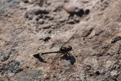Macrothemis pseudimitans
