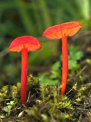 Hygrocybe helobia