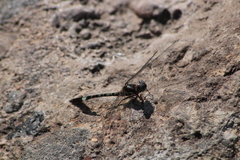 Macrothemis pseudimitans