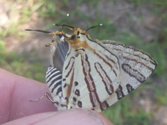 Cigaritis natalensis