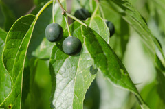 Celtis laevigata laevigata
