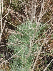 Artemisia californica