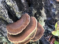 Pycnoporellus fulgens