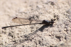 Argia tezpi