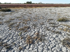 Sporobolus aculeatus