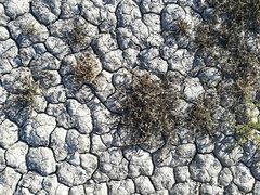 Sporobolus aculeatus