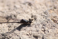 Argia tezpi