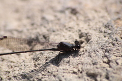 Argia tezpi