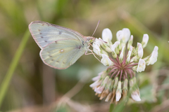 Colias lesbia