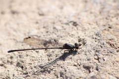 Argia tezpi