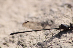Argia tezpi
