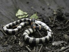 Scolecophis atrocinctus