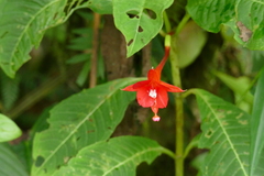 Fuchsia