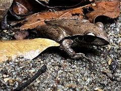 Pelodryadidae