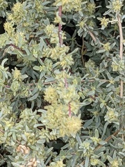 Atriplex leucophylla