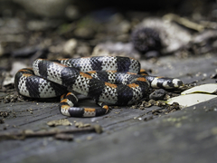 Scolecophis atrocinctus