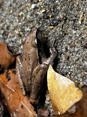 Pelodryadidae