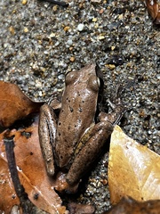 Pelodryadidae