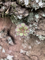 Aeonium
