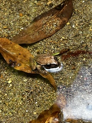 Pelodryadidae