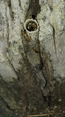 Tetragonisca angustula