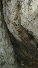 Tetragonisca angustula