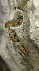 Tetragonisca angustula