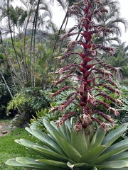 Alcantarea imperialis
