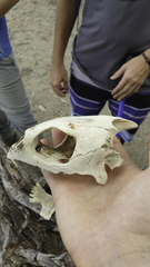 Lepidochelys olivacea