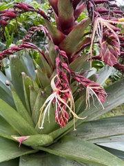 Alcantarea imperialis