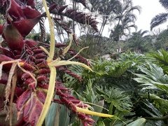 Alcantarea imperialis