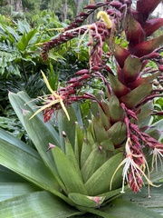 Alcantarea imperialis