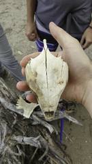 Lepidochelys olivacea