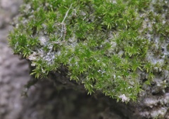 Eucladium verticillatum