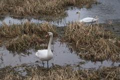 Cygnus olor