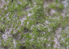 Eucladium verticillatum