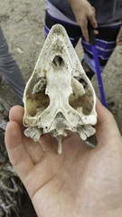 Lepidochelys olivacea