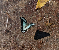 Graphium eurypylus