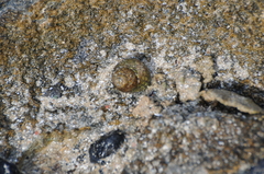 Phorcus turbinatus