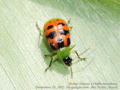 Diabrotica limitata