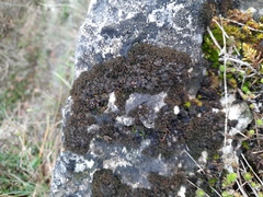 Enchylium polycarpon