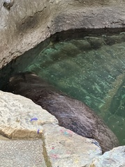 Hippopotamus