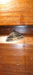 Hydriomena deltoidata