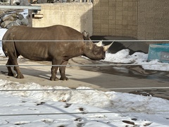 Rhinocerotidae