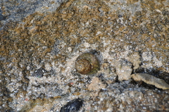 Phorcus turbinatus