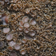 Enchylium polycarpon